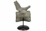 Sauropod Dinosaur (Camarasaurus) Caudal Vertebra - Colorado #209201-7